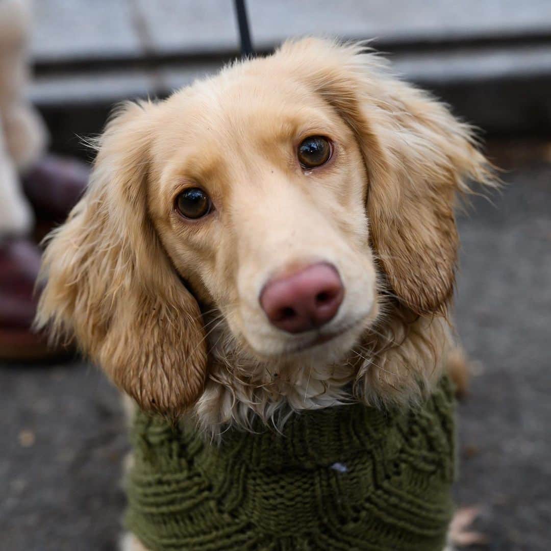 The Dogistさんのインスタグラム写真 - (The DogistInstagram)「Nathan, Dachshund (7 m/o), Central Park, New York, NY • “He has more clothing than an Upper East Side teenage girl. Part of my closet is now dedicated to him.” @nathantheminidoxie」12月7日 1時33分 - thedogist