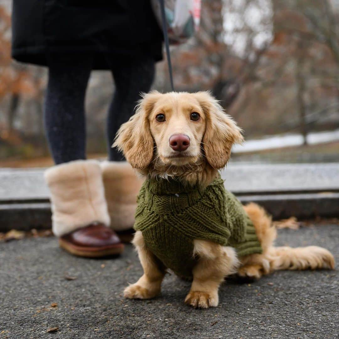 The Dogistさんのインスタグラム写真 - (The DogistInstagram)「Nathan, Dachshund (7 m/o), Central Park, New York, NY • “He has more clothing than an Upper East Side teenage girl. Part of my closet is now dedicated to him.” @nathantheminidoxie」12月7日 1時33分 - thedogist