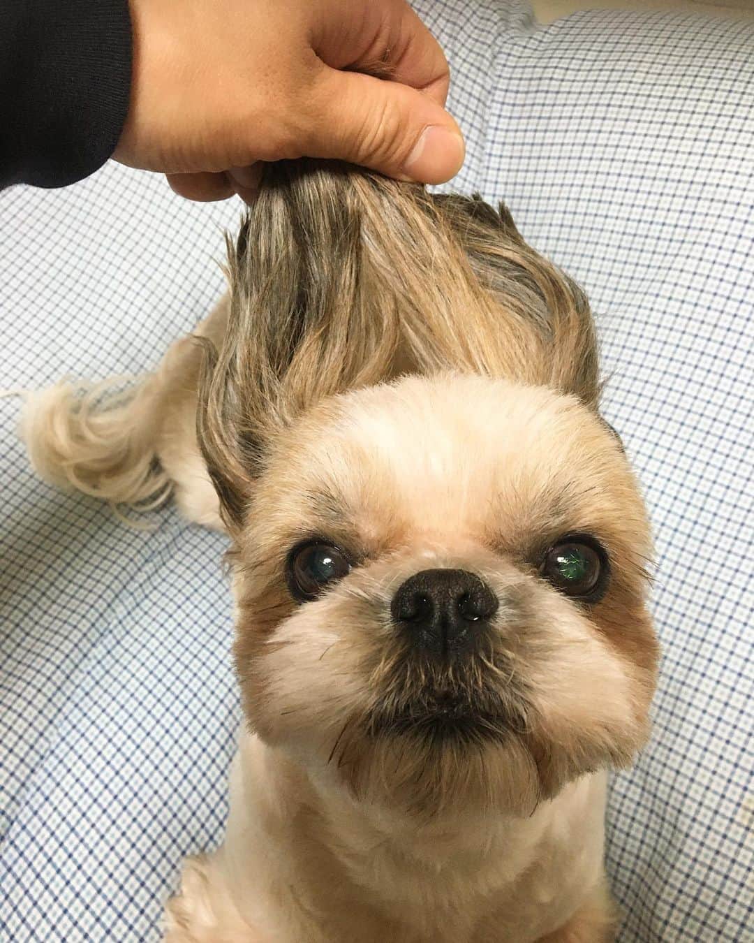 のインスタグラム：「いつも遊んでくれてお菓子たくさんくれてありがとう祥太君🐶 #斉藤はな #シーズー」