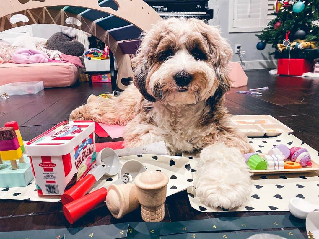 Buddy Boo Blueさんのインスタグラム写真 - (Buddy Boo BlueInstagram)「Benny invited himself to his sister’s picnic last night. He’s one of those dogs that has to sit on top of anything you lay on the floor.」12月7日 3時16分 - buddyboowaggytails