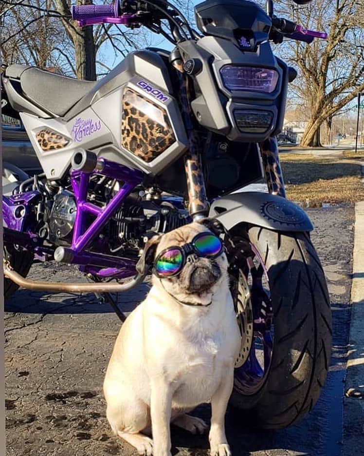 Honda Powersports USさんのインスタグラム写真 - (Honda Powersports USInstagram)「Who wore it better? The #pug or the #Grom? #miniMOTO 🐶 🕶️| 📸 @the_pug_gromer91」12月7日 3時45分 - honda_powersports_us