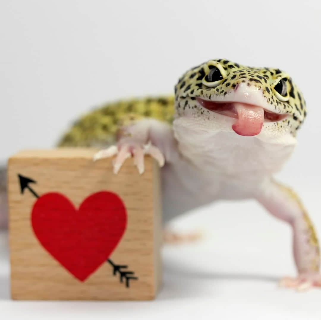 VICEさんのインスタグラム写真 - (VICEInstagram)「Forget all the fur babies: Geckos deserve love, too. An argument in favor of reptiles at the link in our bio. ⁠ ⁠ 📸: Fernando Trabanco via Getty Images」12月7日 5時01分 - vice
