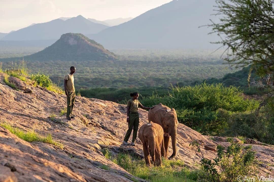 NikonUSAさんのインスタグラム写真 - (NikonUSAInstagram)「A tender scene of the last walk with handlers before reintroducing orphaned African elephants into the wild, by #NikonAmbassador, @amivitale.  #animalphotography #elephants #NikonNoFilter #africa」12月7日 4時55分 - nikonusa
