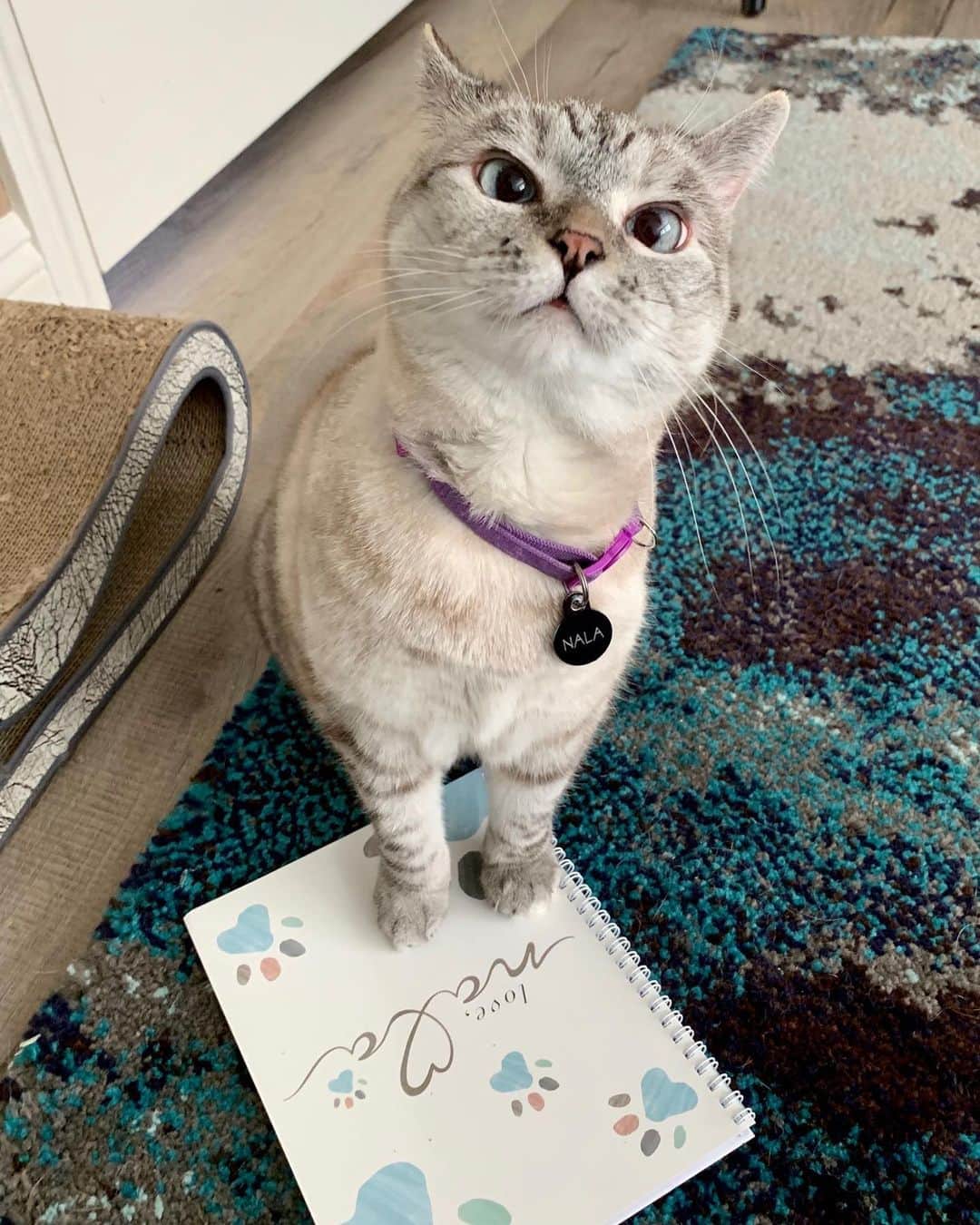 nala_catさんのインスタグラム写真 - (nala_catInstagram)「I love my personalized notebook from @Zazzle, the destination for all things customized, and looking forward to making more meowy gifts with them this holiday season! Get up to 60% off today with promo code CYBERSALENOW including 50% off notebooks! #Zazzle #ZazzleMade」12月7日 5時23分 - nala_cat