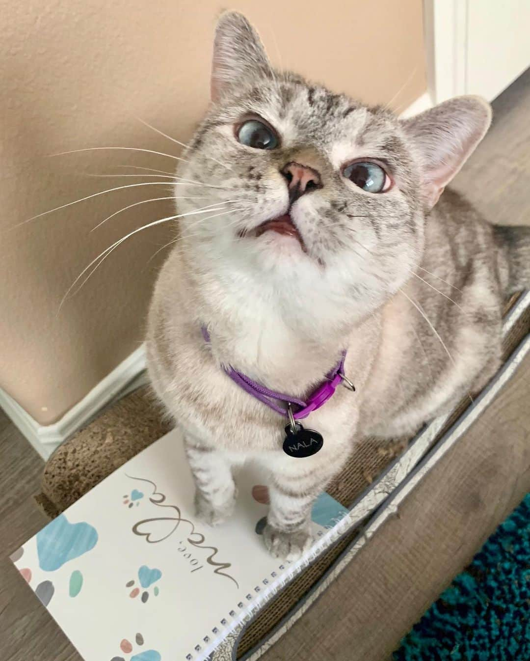 nala_catさんのインスタグラム写真 - (nala_catInstagram)「I love my personalized notebook from @Zazzle, the destination for all things customized, and looking forward to making more meowy gifts with them this holiday season! Get up to 60% off today with promo code CYBERSALENOW including 50% off notebooks! #Zazzle #ZazzleMade」12月7日 5時23分 - nala_cat