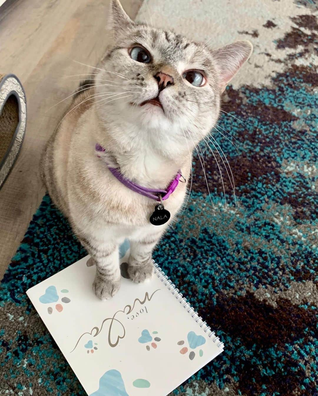 nala_catさんのインスタグラム写真 - (nala_catInstagram)「I love my personalized notebook from @Zazzle, the destination for all things customized, and looking forward to making more meowy gifts with them this holiday season! Get up to 60% off today with promo code CYBERSALENOW including 50% off notebooks! #Zazzle #ZazzleMade」12月7日 5時23分 - nala_cat