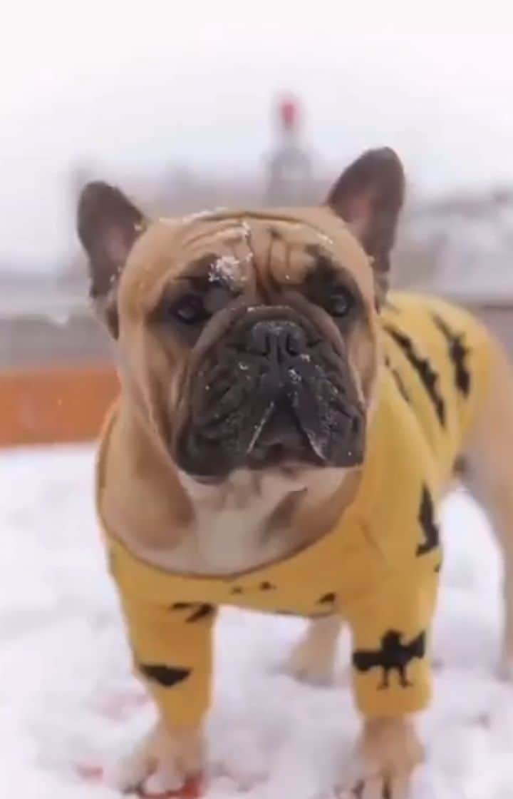 French Bulldogのインスタグラム