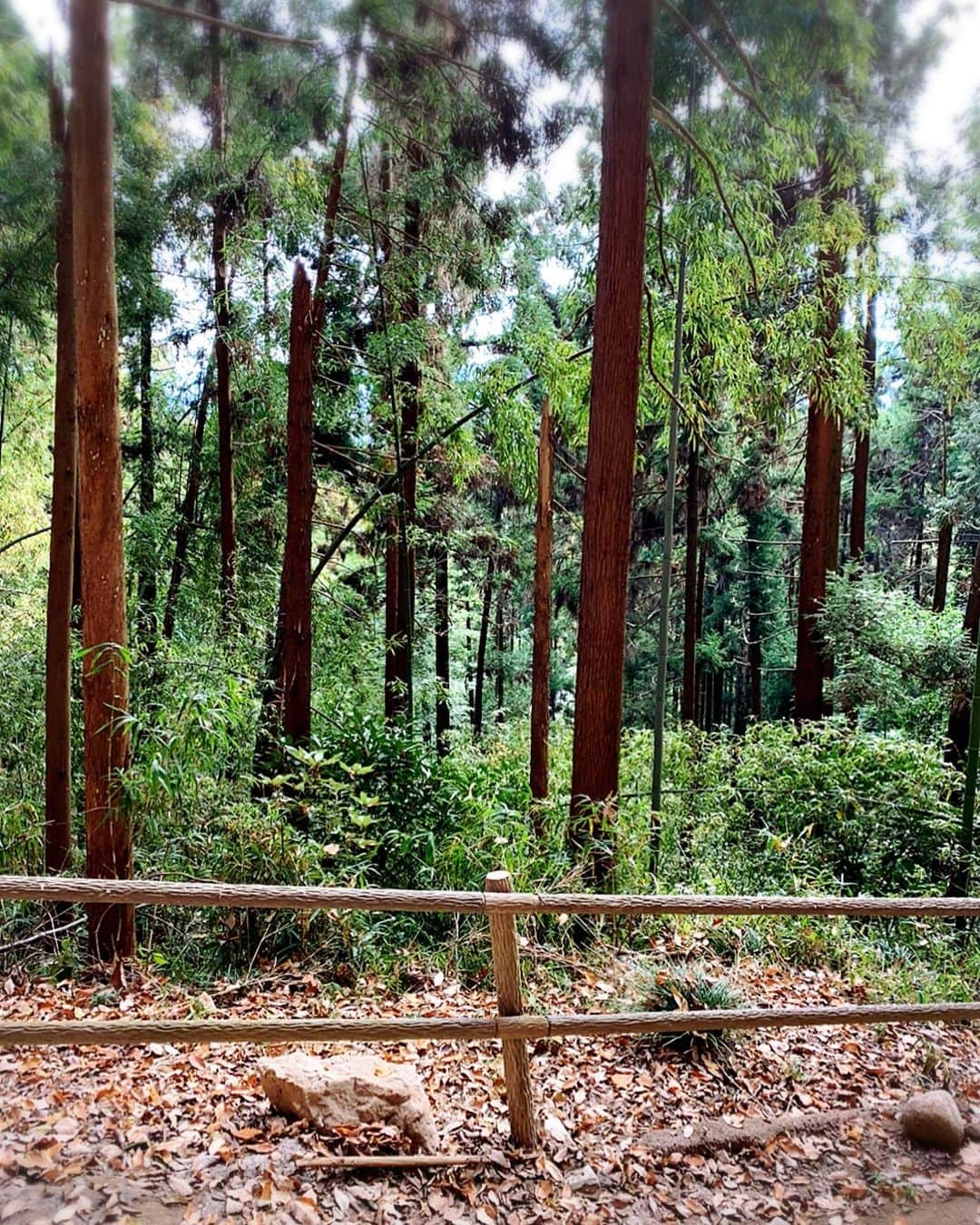 カイヤさんのインスタグラム写真 - (カイヤInstagram)「47 Ronin of Ako(Chushingura) Hiking The statues are deep in the mountains.  赤穂四十七ぎしせうきそう(忠臣蔵 ) ハイキング . . . . . . . . . . #caiya #japan #hiking #history #忠臣蔵 #ako #mountains #warrior #statues #believe #standingup #nature #green  #adventure #lovinglife #journey #beingme #lovejapan #learning #experience #beyond #faith #newbeginnings  #newplaces #loving #gunma」12月7日 17時58分 - caiya.kawasaki