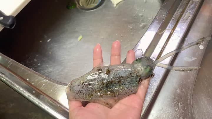 スーパーナブラのインスタグラム：「． ． 青森県小泊のイカ🦑 ． 明日投稿のYouTubeに登場するイカですが きれいなので先にInstagramに😳✨ ． 津軽海峡のマグロがイカを食いだすと ルアーに反応してくれなくなります😅 ここのイカは美味しいから仕方ない💦 ． 🍜おしらせ🍜 YouTubeに動画を投稿しました YouTubeからスーパーナブラで検索か Instagramの自己紹介欄中のURLから みてもらえたらうれしいです💕 ． #イカ#エギング#青森#北海道#札幌 #東北#風景#海#温泉#旅館#ホテル#和食 #グルメ#露天風呂#GW#車中泊 #景色#釣り#ブラックバス#マグロ #発見#おでかけ#女子旅#ツーリング#魚 #自然#釣り#釣りガール#YouTube#旅 ． InstagramとYouTubeのコメントに ご返信中のためコメントオフにしています」