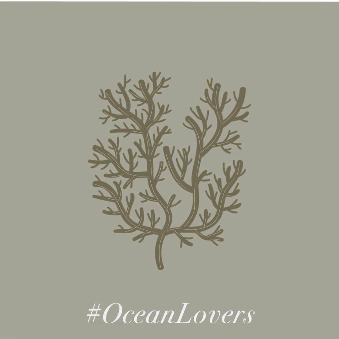 オンダデマーさんのインスタグラム写真 - (オンダデマーInstagram)「Did you know that we have 27.000 seaweed species on the world and that they contribute to the planet’s oxygen? Stay tuned to join our blue Christmas. • • ¿Sabías que en el mundo tenemos 27.000 especies de algas y que estas le aportan mucho oxígeno al planeta? Celebra con nosotros nuestra Blue Christmas. • #OceanLovers #cruise2020 #beachfashion #Fashion #OndadeMar#newstyle #ondademar #summer#swimwear #women #newcollection #nuevacoleccion」12月7日 9時03分 - ondademar