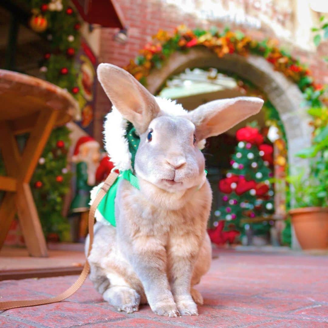 Kayoのインスタグラム：「🎄さーく🎄 クーリスマスが今年もやって来る✨ って関係ないんだけど、 赤と緑にはワクワクするです✨」