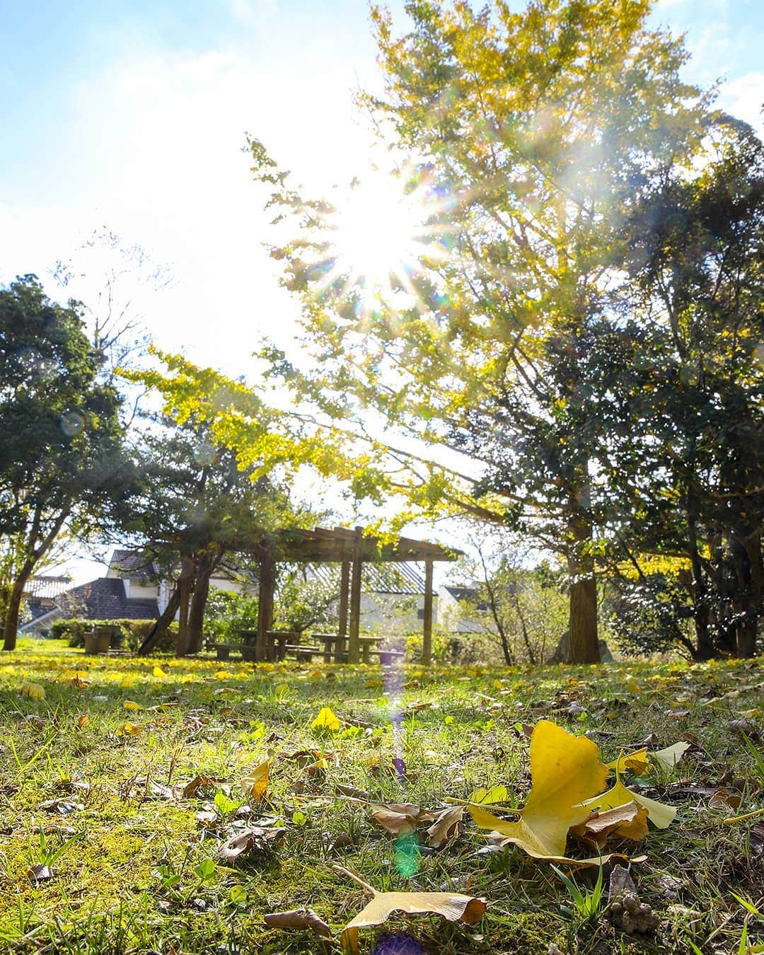 愛知県田原市さんのインスタグラム写真 - (愛知県田原市Instagram)「It's getting cold * 寒くなってきたね * #でも日差しがあると少しあったか #権現の森の紅葉 #今が見頃 #たはらの紅葉スポット #おすすめ教えてください * 紅葉狩りの季節ですね #たはら暮らし * #渥美半島#田原市#伊良湖岬#伊良湖#赤羽根#菜の花浪漫街道#モミジ#秋#はなまっぷ#紅葉#冬#田舎暮らし#日々の暮らし#休日の過ごし方#スローライフ#autumn#autumnleaves#tahara#irago#akabane#surfing#instagramjaran#igersjp#scenic_jp」12月7日 9時32分 - tahara_kurashi