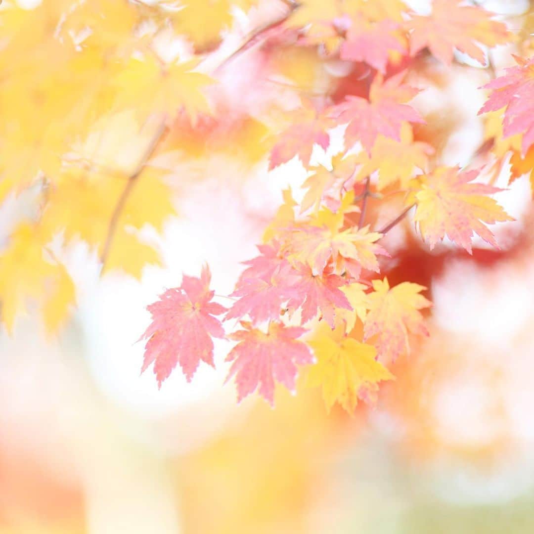 kiccyomuのインスタグラム：「☔️ 2019.12.07 Sat #紅葉 🍁 いろんなモミジが色付き… 葉の形もいろいろ😊 一面、華やか〜🍁 * 冷たい雨☔️が、しとしと 今日は暖かくして… 今日も元気に🤗 * location #埼玉 撮影 12月1日」