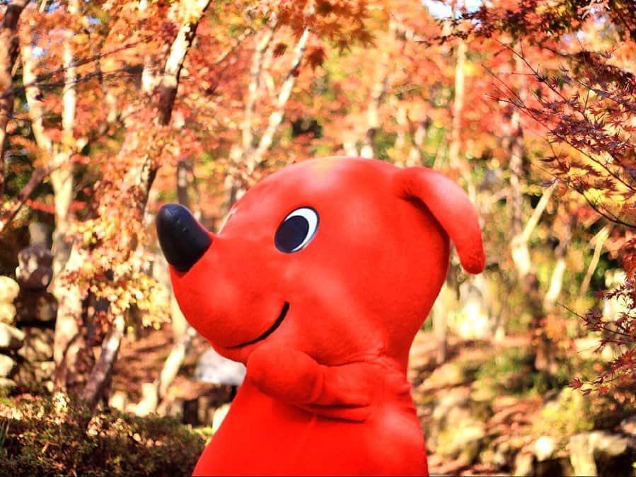 チーバくんさんのインスタグラム写真 - (チーバくんInstagram)「あかいせかい🍁 #紅葉  #まっかっか  #きれいだなぁ  #しっとり  #チーバくん  #chibakun  #日本  #japan  #千葉県  #chiba  #匝瑳市  #松山庭園美術館  #紅葉編」12月7日 10時30分 - chibakun0111