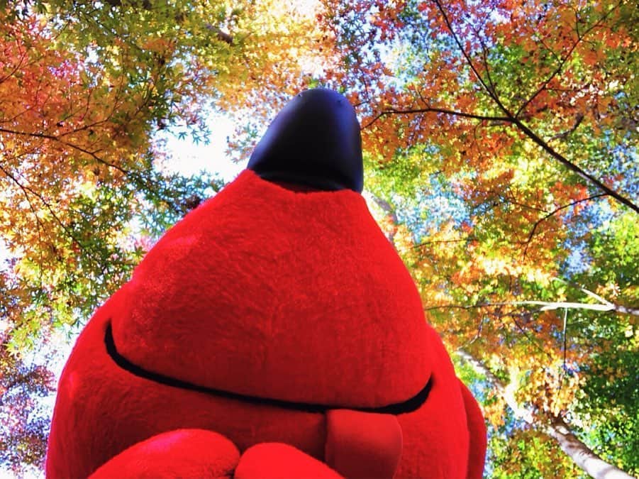 チーバくんさんのインスタグラム写真 - (チーバくんInstagram)「あかいせかい🍁 #紅葉  #まっかっか  #きれいだなぁ  #しっとり  #チーバくん  #chibakun  #日本  #japan  #千葉県  #chiba  #匝瑳市  #松山庭園美術館  #紅葉編」12月7日 10時30分 - chibakun0111
