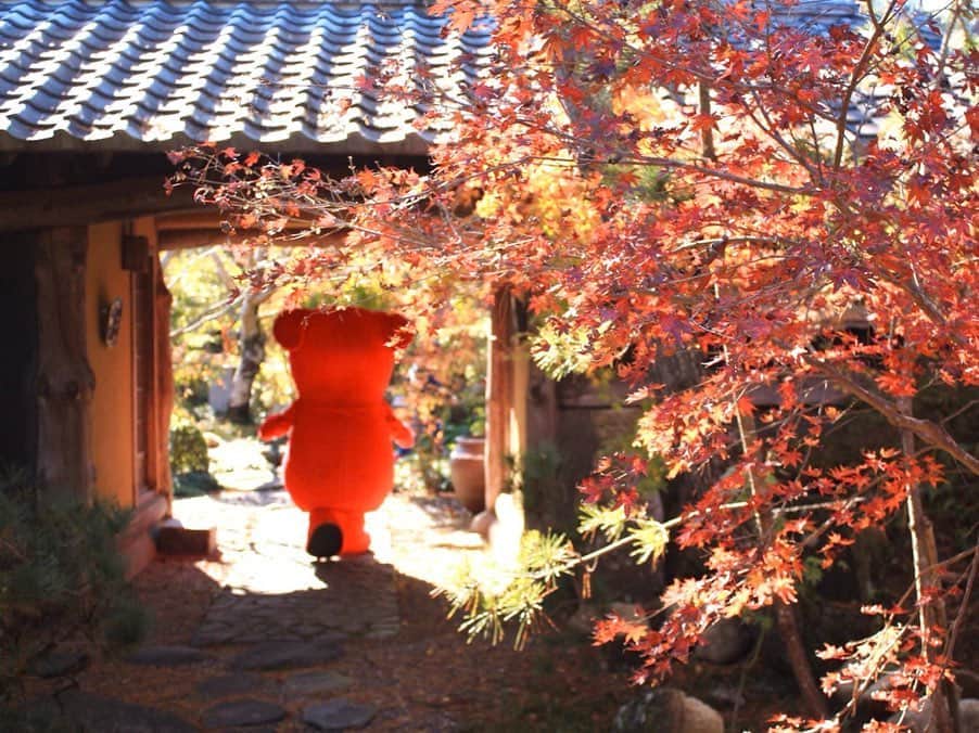 チーバくんさんのインスタグラム写真 - (チーバくんInstagram)「あかいせかい🍁 #紅葉  #まっかっか  #きれいだなぁ  #しっとり  #チーバくん  #chibakun  #日本  #japan  #千葉県  #chiba  #匝瑳市  #松山庭園美術館  #紅葉編」12月7日 10時30分 - chibakun0111