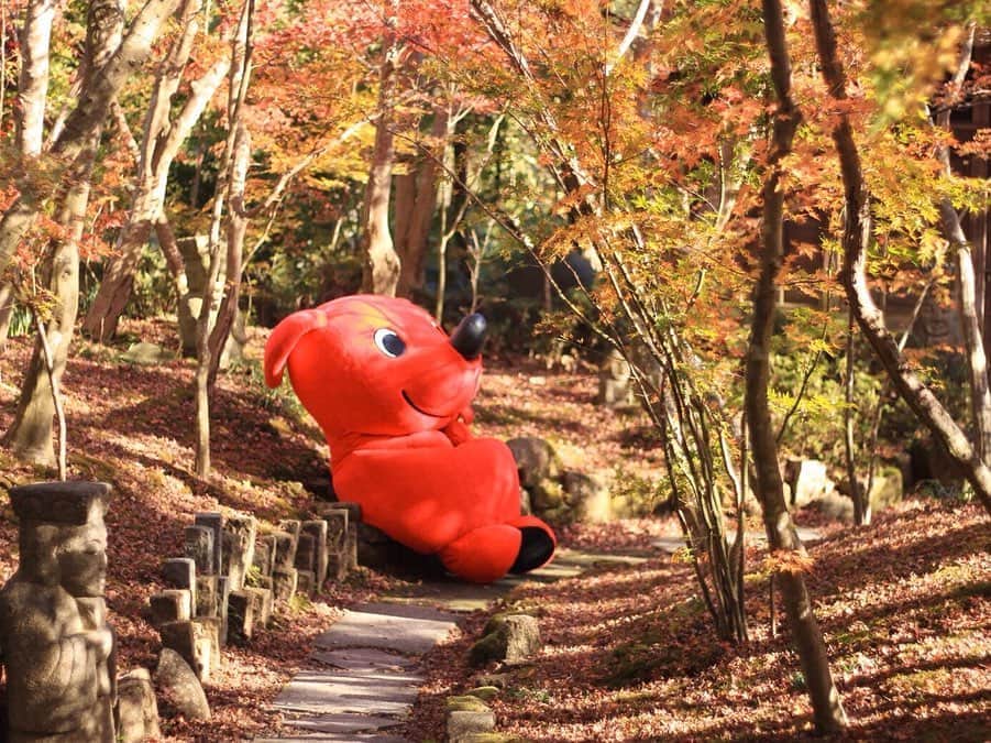 チーバくんさんのインスタグラム写真 - (チーバくんInstagram)「あかいせかい🍁 #紅葉  #まっかっか  #きれいだなぁ  #しっとり  #チーバくん  #chibakun  #日本  #japan  #千葉県  #chiba  #匝瑳市  #松山庭園美術館  #紅葉編」12月7日 10時30分 - chibakun0111