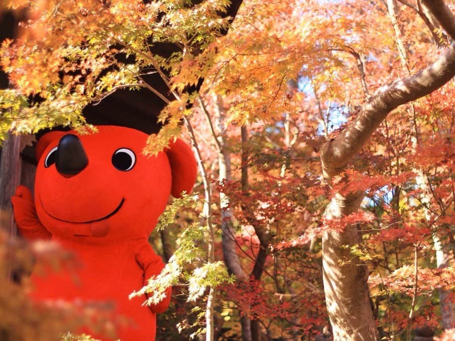 チーバくんさんのインスタグラム写真 - (チーバくんInstagram)「あかいせかい🍁 #紅葉  #まっかっか  #きれいだなぁ  #しっとり  #チーバくん  #chibakun  #日本  #japan  #千葉県  #chiba  #匝瑳市  #松山庭園美術館  #紅葉編」12月7日 10時30分 - chibakun0111