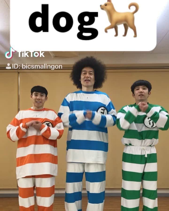 ゴンのインスタグラム：「イッヌ🐕、dog🐕、собака🐕、Hund🐕、Chien🐕、Perro🐕、cane🐕、Pies🐕、كلب🐕、कुत्ता🐕、Cão🐕、개🐕#tiktokjapan @TikTok Japan」