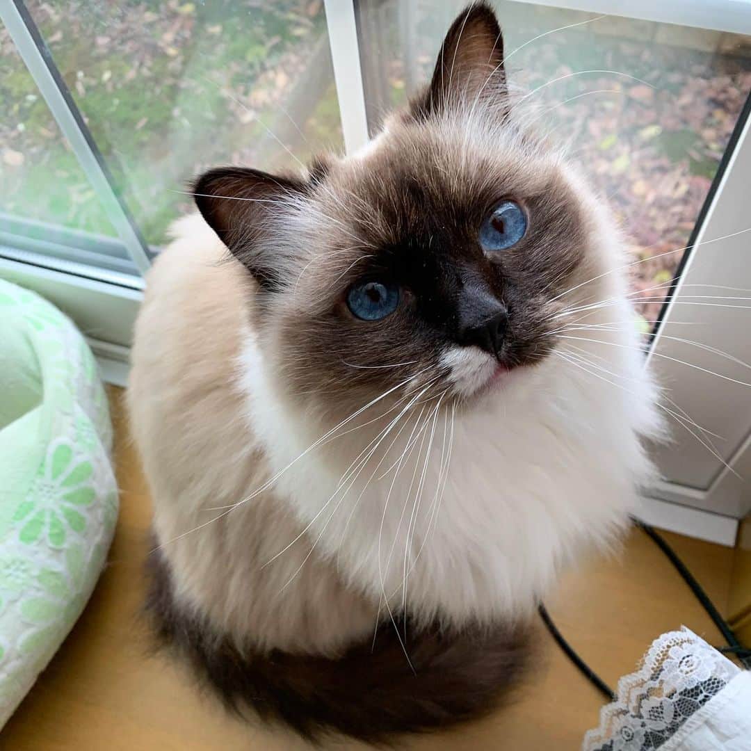 takegaeruのインスタグラム：「立派な冬毛になったねぇ〜😽❤️ #cat #猫 #ragdoll #ラグドール #ホワイトポッチーズ」