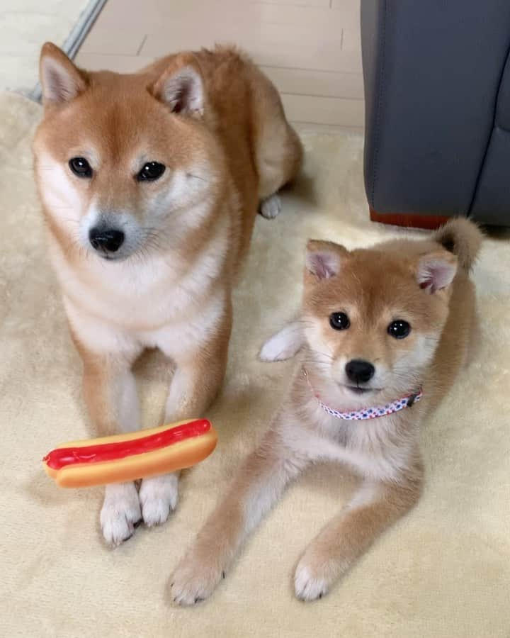 豆柴 サニーちゃんのインスタグラム