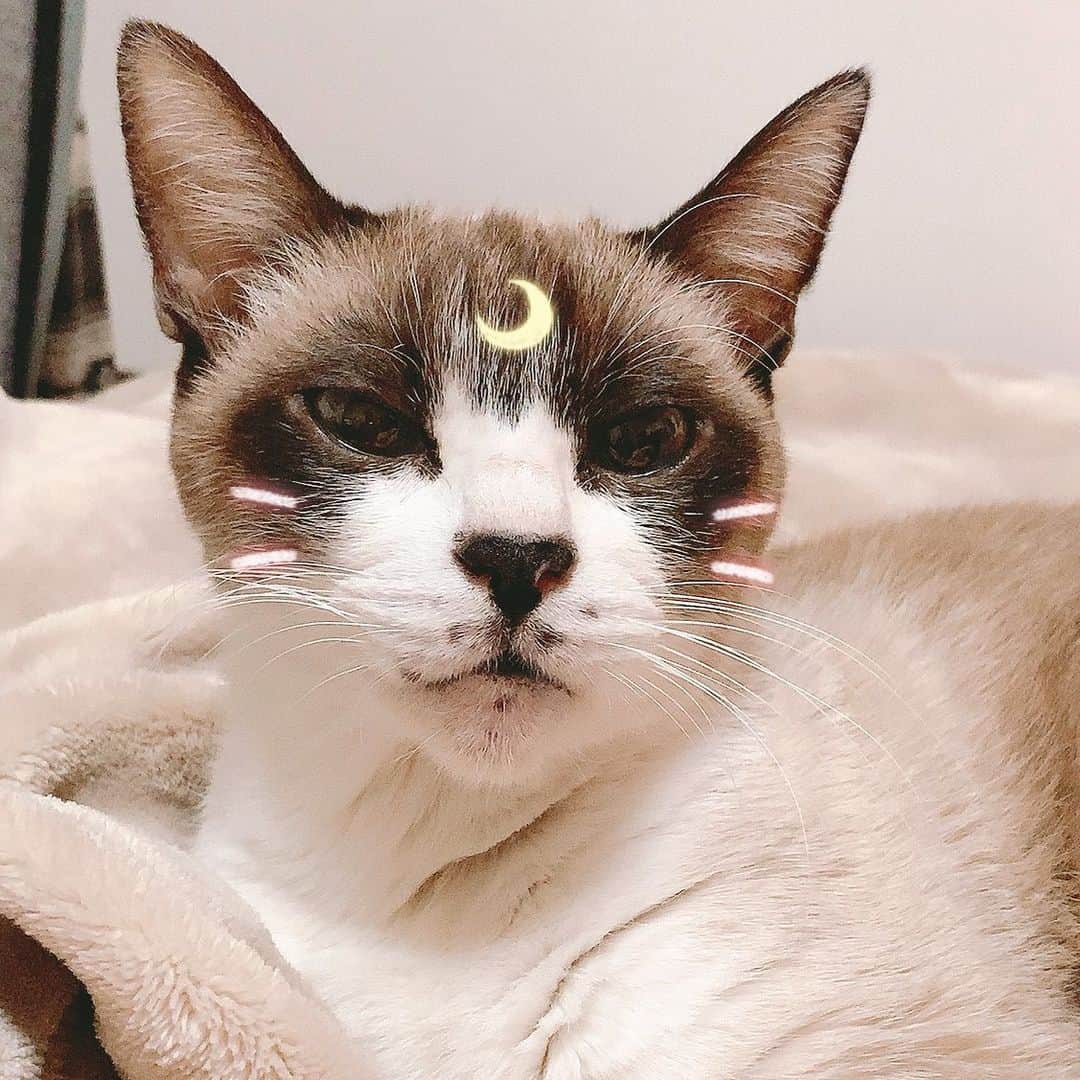 南口奈々のインスタグラム：「. 嫌にゃことたくさんあるね！！！ 猫にもたくさんあるにゃ！！！ #月にかわっておしおきにゃっ🌙 #ミルスタ #instacat #ネコスタグラム #猫 #ネコ #にゃんこ #cat  #ふわもこ部 #ペコねこ部 #スノーシュー #靴下にゃんこ」