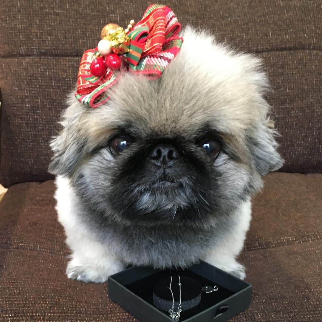 のインスタグラム：「#hello  #気分は #christmas 🎄 ※ いぶそら地方寒すぎ🥶 皆さん大丈夫ですかー⁉️ いぶきの前にあるちと、見にくいけどブレスレットは、スウェーデンでつくられたジュエリーブランド @marcmirren 💍 比較的アレルギー反応が出にくい素材で作られた、優しいものとなってるみたいなの😉クリスマスのプレゼント🎁や、自分へのご褒美に💝  良かったら、クーポンコード使われますと、公式サイトで15%offになります😌 kuibusora15（期限→2020/2/22まで） 皆さん素敵な休日を、お過ごし下さい😍👋 #marcmirren #detailsbymm #マークミレン #北欧ジュエリー  #pekingese#dog#cute#love#adorable#犬#페키니즈#instadog#短足 #癒し#ふわもこ部#fluffy#モフモフ#cutedog#instagood#pretty#japan#photooftheday#pet#ペキニーズ#鼻ぺちゃ#instagramjapan  https://marcmirren.com/」