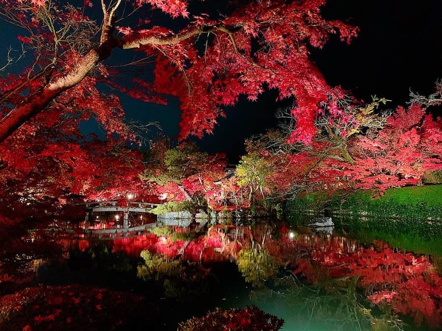 のインスタグラム：「京都左京区にある禅林寺の『永観堂紅葉ライトアップ』🍁✨🍁✨🍁 ﻿ ﻿ 古来より『もみじの永観堂』と言われる京都屈指の紅葉名所で御座います🥰﻿ ﻿ 約3000本のイロハモミジやオオモミジが池泉回遊式庭園や多宝塔や御影堂など見渡す限りの全てを色鮮やかに彩ってくれておりました❤️ ﻿  水面に映る逆さ紅葉もとっても素敵🎶 ﻿ #京都﻿ #左京区﻿ #禅林寺﻿ #永観堂﻿ #秋﻿ #紅葉﻿ #紅葉狩り﻿ #紅葉ライトアップ﻿ #ライトアップ﻿ #もみじ﻿ #イロハモミジ﻿ #オオモミジ﻿ #色鮮やか﻿ #彩り #水面 #逆さ紅葉 #japanko_official  #kyototrip  #kyotojapan」