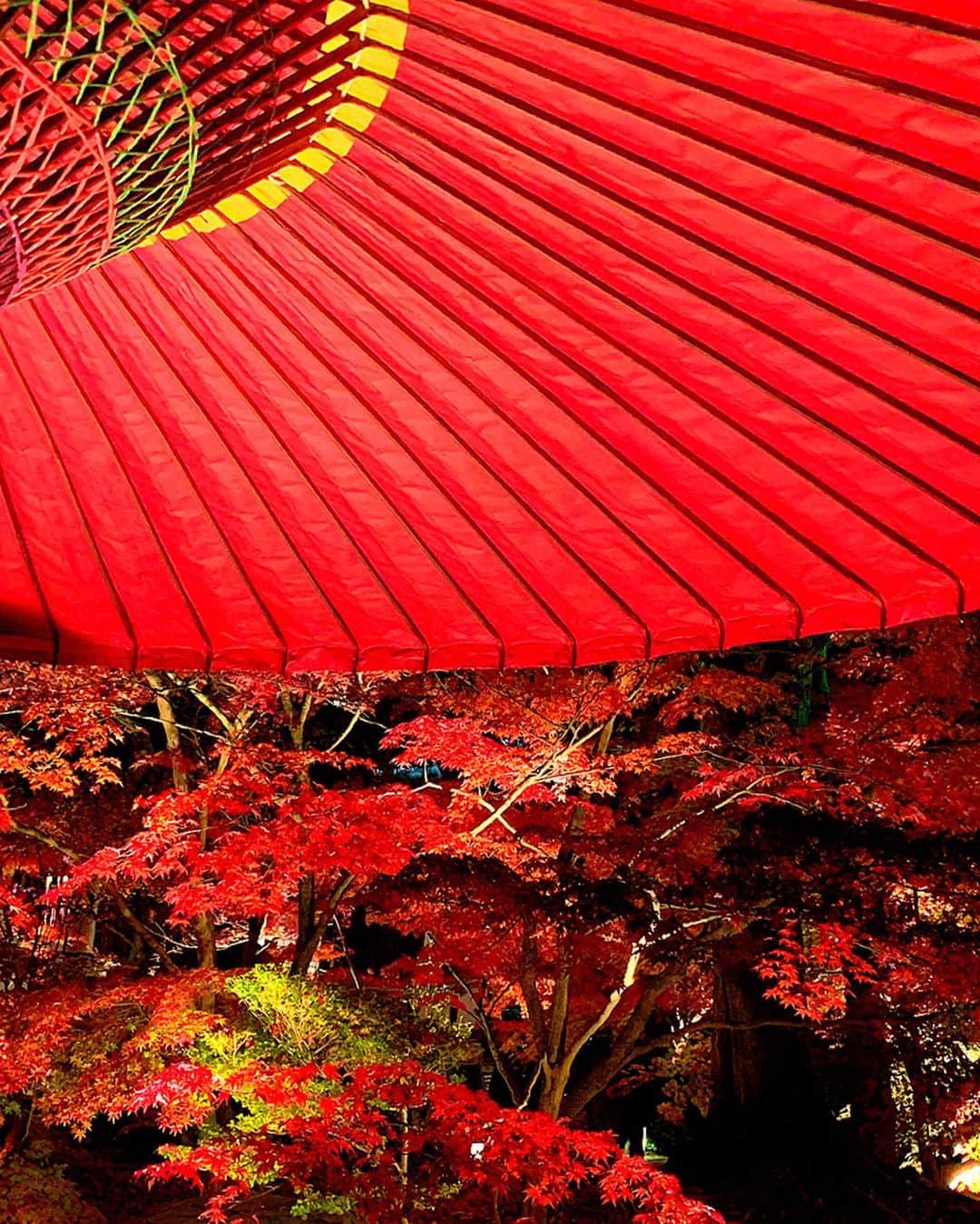 のインスタグラム：「京都左京区にある禅林寺の『永観堂紅葉ライトアップ』②🍁✨🍁✨🍁 ﻿ ﻿ 奥には滝も御座いました🎶﻿ ﻿ #京都﻿ #左京区﻿ #禅林寺﻿ #永観堂﻿ #秋﻿ #紅葉﻿ #紅葉狩り﻿ #紅葉ライトアップ﻿ #ライトアップ﻿ #もみじ﻿ #イロハモミジ﻿ #オオモミジ﻿ #色鮮やか﻿ #彩り﻿ #japanko_official ﻿ #kyototrip ﻿ #kyotojapan」