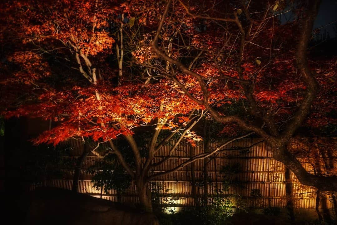 佐々木洋平さんのインスタグラム写真 - (佐々木洋平Instagram)「今年も庭の紅葉が真っ赤になりました  夜ver  #紅葉  #庭  #庭のある暮らし」12月7日 14時42分 - panicrew_yohey