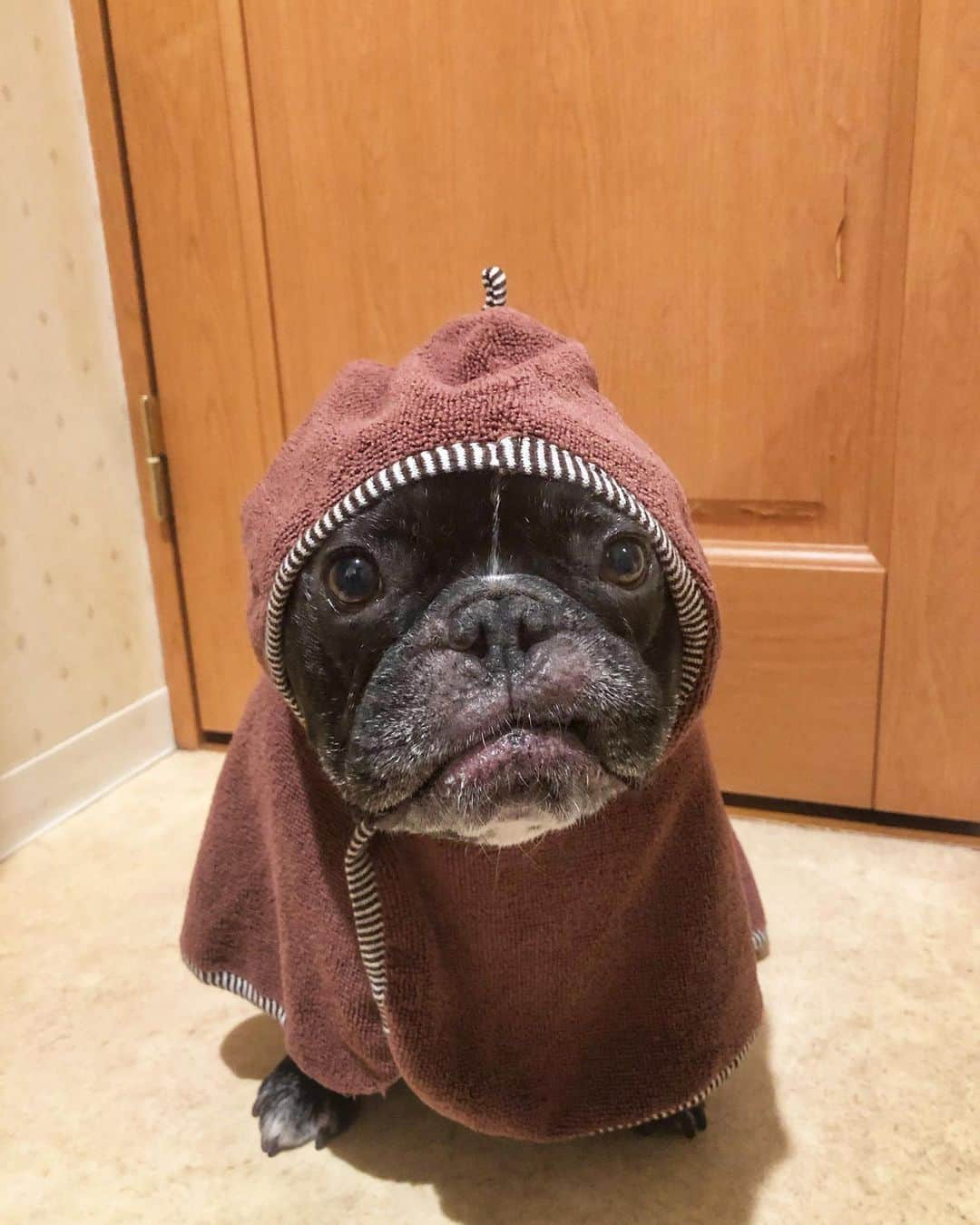 Turbo_dad フレブルのターボさんのインスタグラム写真 - (Turbo_dad フレブルのターボInstagram)「シャンプーされました🛁 After taking a shower🚿 . . .  #frenchbulldog #frenchie #buhi #dog #フレンチブルドッグ  #フレブル #ブヒ #frenchiesofinstagram #instadog #instafrenchie #frenchiegram #dogstagram #frenchbullys #frenchielove #프렌치불독 #thefrenchiepost #法鬥 #frenchies1 #portrait #igersjp #tokyocameraclub  #bully #ilovemydog #frenchielife #愛犬 #dogsofinstagram #ふわもこ部 #shower #バスローブ #bathrobe」12月7日 14時45分 - turbo_dad