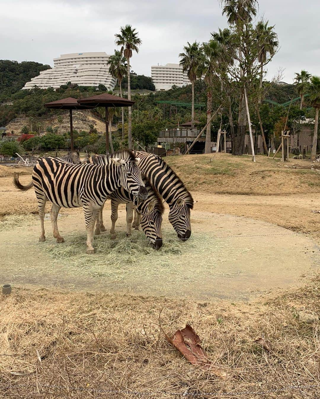 HALCALIさんのインスタグラム写真 - (HALCALIInstagram)「先日南紀白浜アドベンチャーワールドに行きました🐼すっごく空いてて東京じゃ並ばないと見られないパンダさんも見放題だったし、皇帝ペンギンの赤ちゃんだって可愛すぎてじーっと、ずーっと見てても誰にも邪魔されない🐧🐦🐧彼らの親子愛、最高でした😭泣けました😭イルカショーも最高だった、人間とイルカの愛、泣けました😭✨歩きたい盛りのむすめが自由に歩き回っても人に迷惑がかかることもなくって、のびのび楽しめました❣️絶対また行く🤩ライオンにご飯もあげたんだよー🦁むすめは鹿にご飯あげました！(ペペにいつもあげてるからか全然怖がらなかった🤣👌🏻)次はゾウさんとキリンさんにもご飯あげたいんだー🥰」12月7日 15時26分 - yucali_halcali