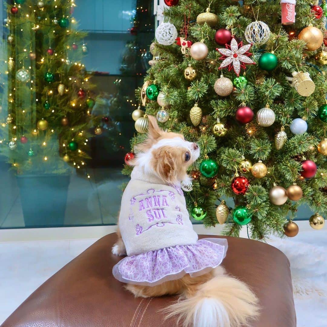 玉ねぎ戦士さんのインスタグラム写真 - (玉ねぎ戦士Instagram)「12月のANNA SUI👗✨ ・ ・ クリスマスに向けてオシャレするでしゅ꒰ ´͈ω`͈꒱🎄 ・ ・ @calulu_dogwear  #カルル #calulu #アナスイ #ANNASUI #ドックウェアー #アンバサダー」12月7日 15時35分 - licca_tarao_0311