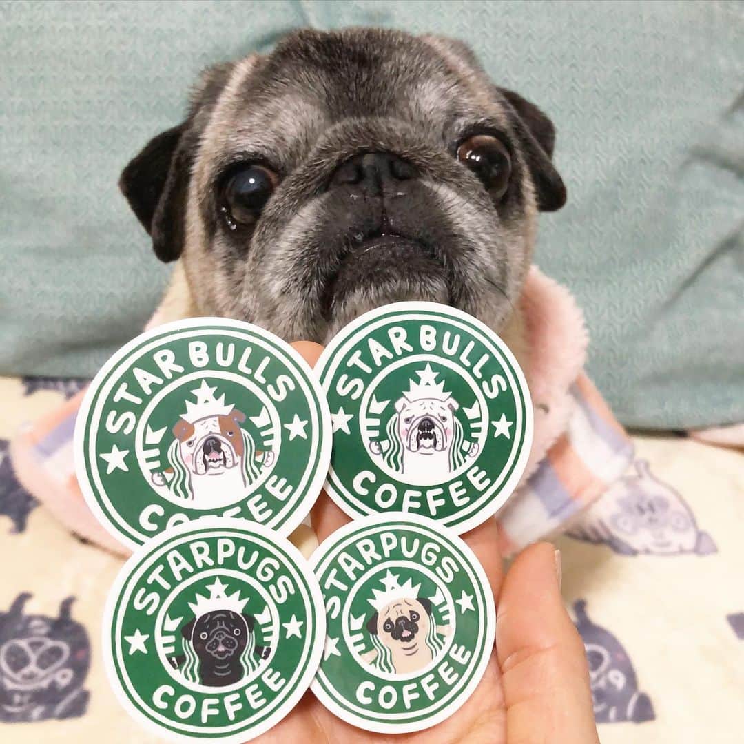 八兵衛のインスタグラム：「Stickers🐶🐶❤️ * * @shishimaru_gmen ちゃんの ブルとパグのステッカーが 届いたよ🥰 * * パグ飼い主なのに Eブルを買いたくて ポチっとしたよ😂💕 Gメンちゃんありがとう☺️❣️ * *  #ほぼ黒パグ #おじいちゃん犬 #pug #puggy #puglife #puglove #petstagram #pugstagram #pugsofinstagram #pugs #dog #ふわもこ部  @igersjp #IGersJP #east_dog_japan #pecoイヌ部 #八兵衛 #はちべえ #朝ワンコ夕ニャンコ」