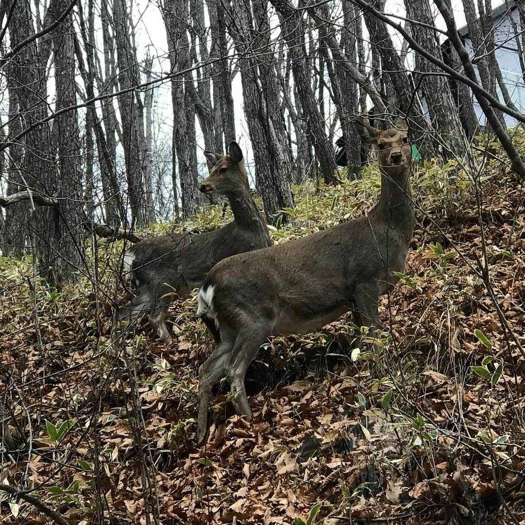 藤代冥砂さんのインスタグラム写真 - (藤代冥砂Instagram)「今日は朝から鹿に会った。 昨夜から水道管凍って水でなくて、午前中はそれの対応で消えたが、まあよい。 鹿は、こっちが優しい気持ちの時は逃げない、と確信。  #茅野　#鹿」12月7日 15時58分 - meisafujishiro
