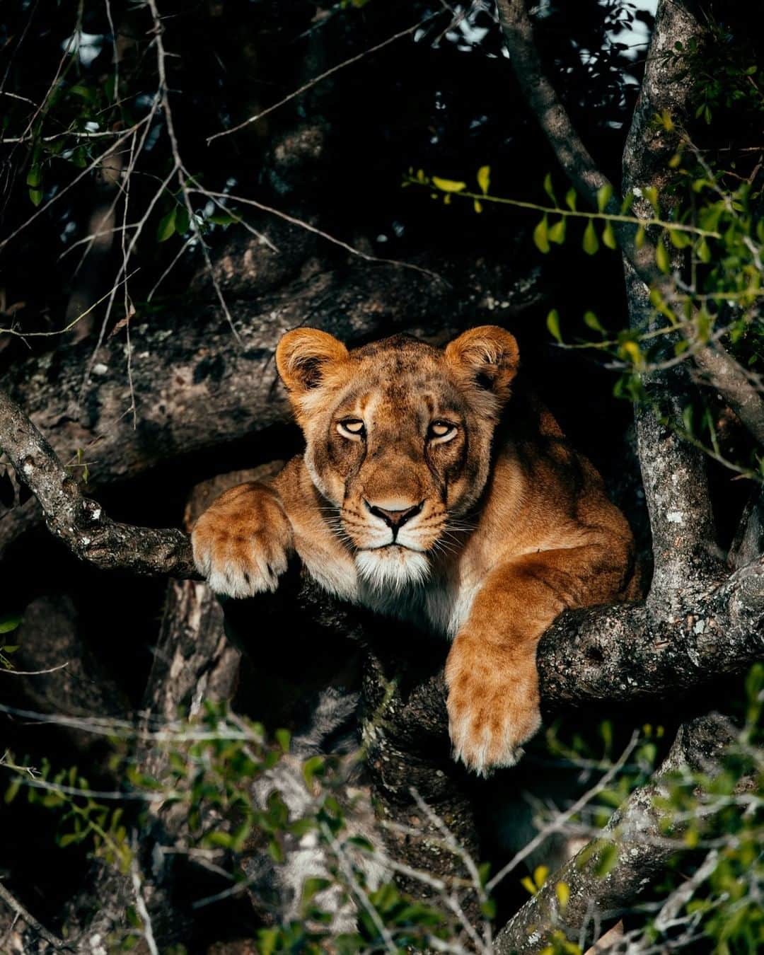 Discoveryさんのインスタグラム写真 - (DiscoveryInstagram)「“Peekaboo! A lioness climbing a tree in the heart of Murchison Falls National Park, Uganda.” 📸 + caption by Pie Aerts (@pie_aerts) . . . . #adventure #travel #nature #photography #photooftheday #naturephotography #instagood #wildlifeIG #explore #naturelovers #lion #Uganda #lioness #climbing #MurchisonFallsNationalPark」12月8日 2時02分 - discovery