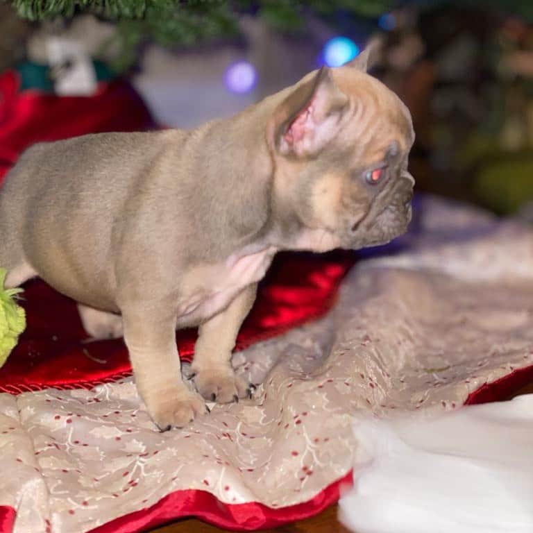 Oprahnbooのインスタグラム：「Female. #lilacfawn #dogsofinstagram #dogoftheday #dogteam #doglovers #dogoftheworld #tag #share」
