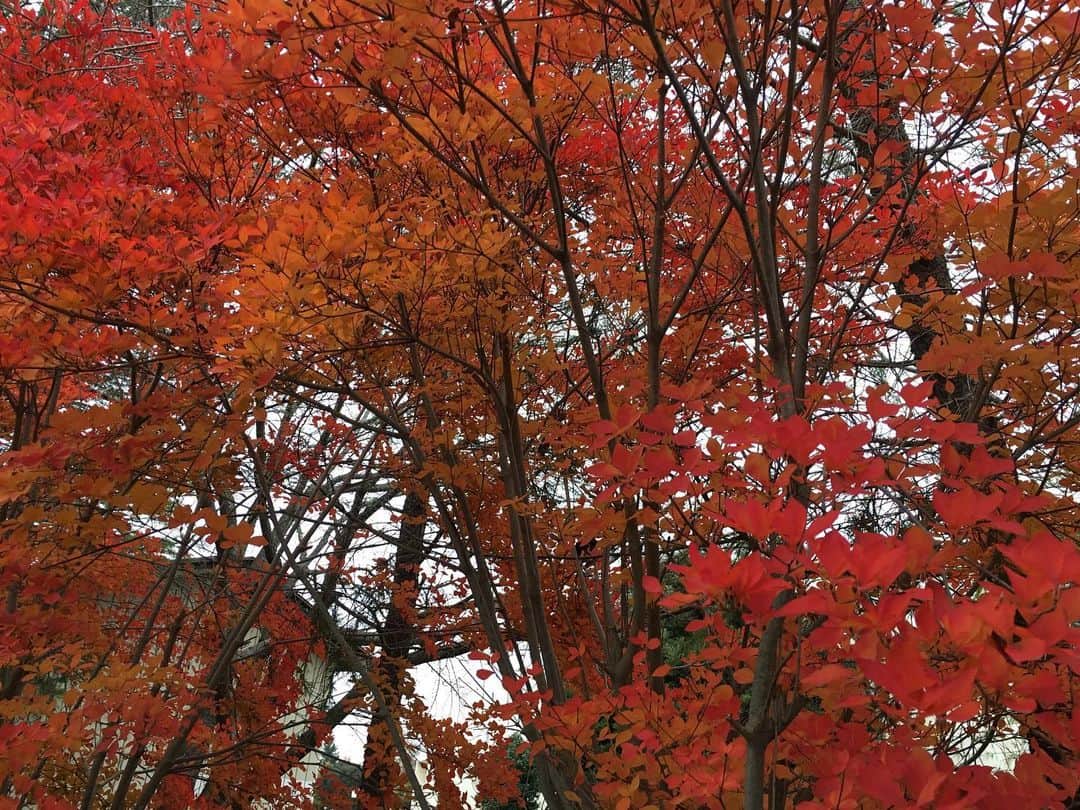 maggydaisyのインスタグラム：「_  朝さんぽ🍁  #紅葉 #もみじ #maggydaisymore20191207 #corgi #コーギー #犬のいる暮らし #里親」