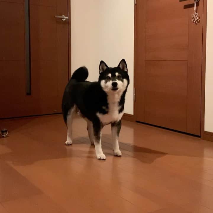 のインスタグラム：「ごはん？ #ごはん待ち柴男子くらぶ #そわそわ犬 #犬かわいいよ #パタパタ豆 #しっぽふりふり #しっぽふりふり犬 #kuroshiba #blackshiba #shibainu #shibastagram #instadog #dogstagram #柴犬 #黒柴 #黑柴 #日本犬 #和犬 #癒し犬 #いぬら部 #ふわもこ部 #柴犬部 #モフモフ生命体 #柴犬のいる暮らし #柴犬のいる生活 #柴犬と一緒 #わんこのいる暮らし #わんこのいる生活 #わんこと一緒 #わんダ動 #わんだふるJapan」