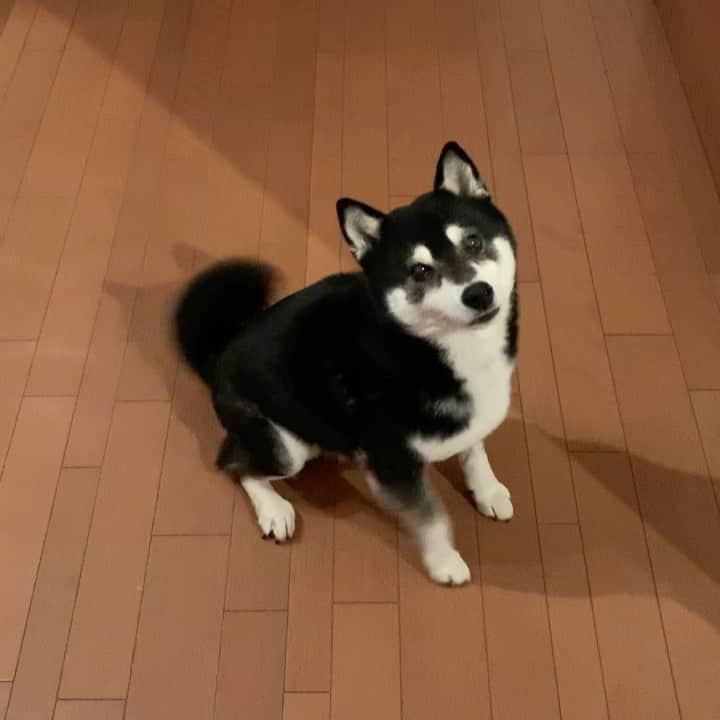 のインスタグラム：「いつもと違う角度でパタパタ🐾 #パタパタ豆 #ごはん待ち柴男子くらぶ #犬かわいいよ #kuroshiba #blackshiba #shibainu #shibastagram #instadog #dogstagram #柴犬 #黒柴 #黑柴 #和犬 #日本犬 #いぬら部 #ふわもこ部 #ふわもこ部わんこ #ふわもこ部ワンコ #柴犬部 #モフモフ生命体 #柴犬と一緒 #柴犬のいる暮らし #柴犬のいる生活 #わんこのいる暮らし #わんこのいる生活 #わんこと一緒 #わんダ動 #わんだふるjapan #taptaptap #happyfeet」