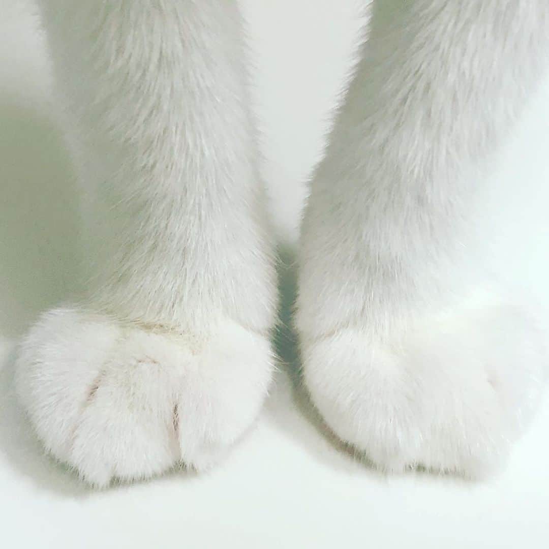 黃阿瑪的後宮生活さんのインスタグラム写真 - (黃阿瑪的後宮生活Instagram)「奴才：「猜猜是誰的手腳？」#貓 #fumeancats #黃阿瑪的後宮生活」12月7日 21時02分 - fumeancat