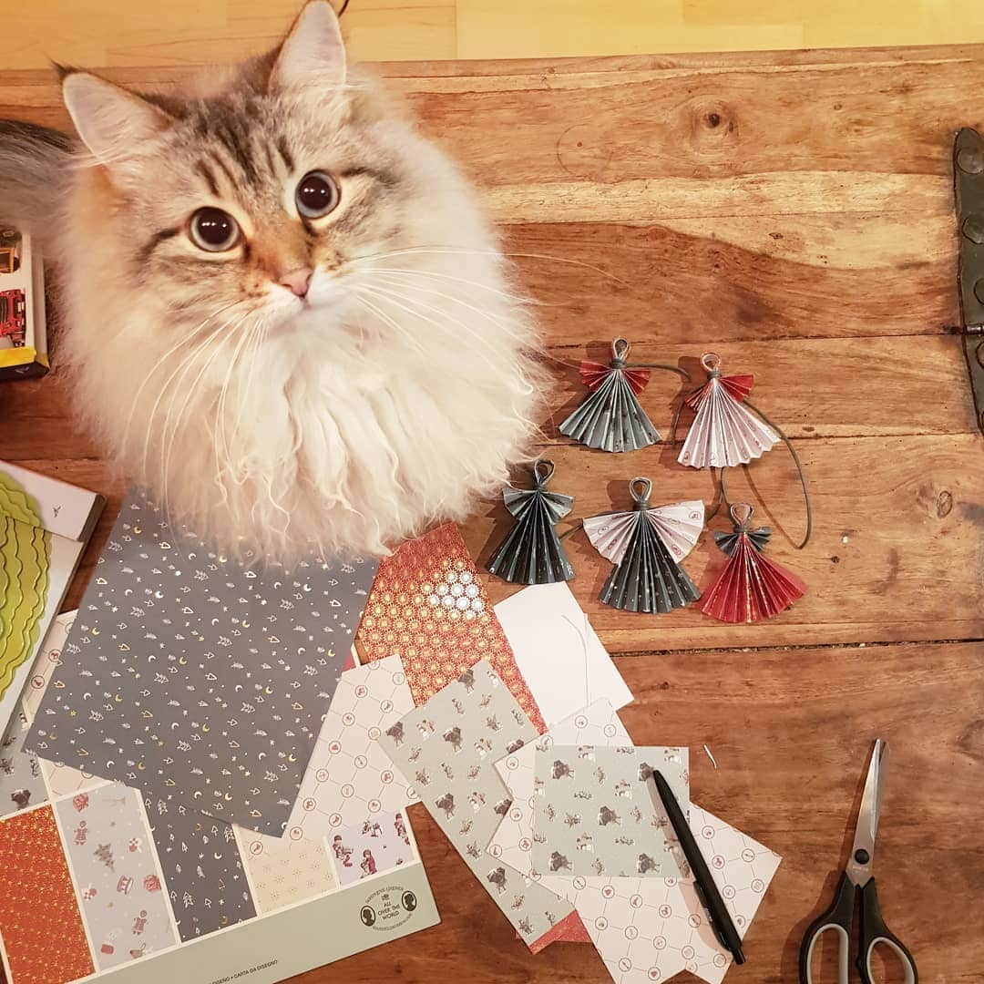 Floraさんのインスタグラム写真 - (FloraInstagram)「Not trusted whith scissors?! Me?! #kattunge #dailyfluff #bestanimal #excellent_cats #christmas #igcutest_animals #cat_features #cutepetclub #fluffypack #katt #bestmeow  #weeklyfluff #meow #AnimalAddicts #kittycat #cat #cats #kitten #kittens #kawaii #instacat #calico #neko #winter #snow #2019 #sibiriskkatt #siberiancat」12月7日 21時10分 - fantasticflora