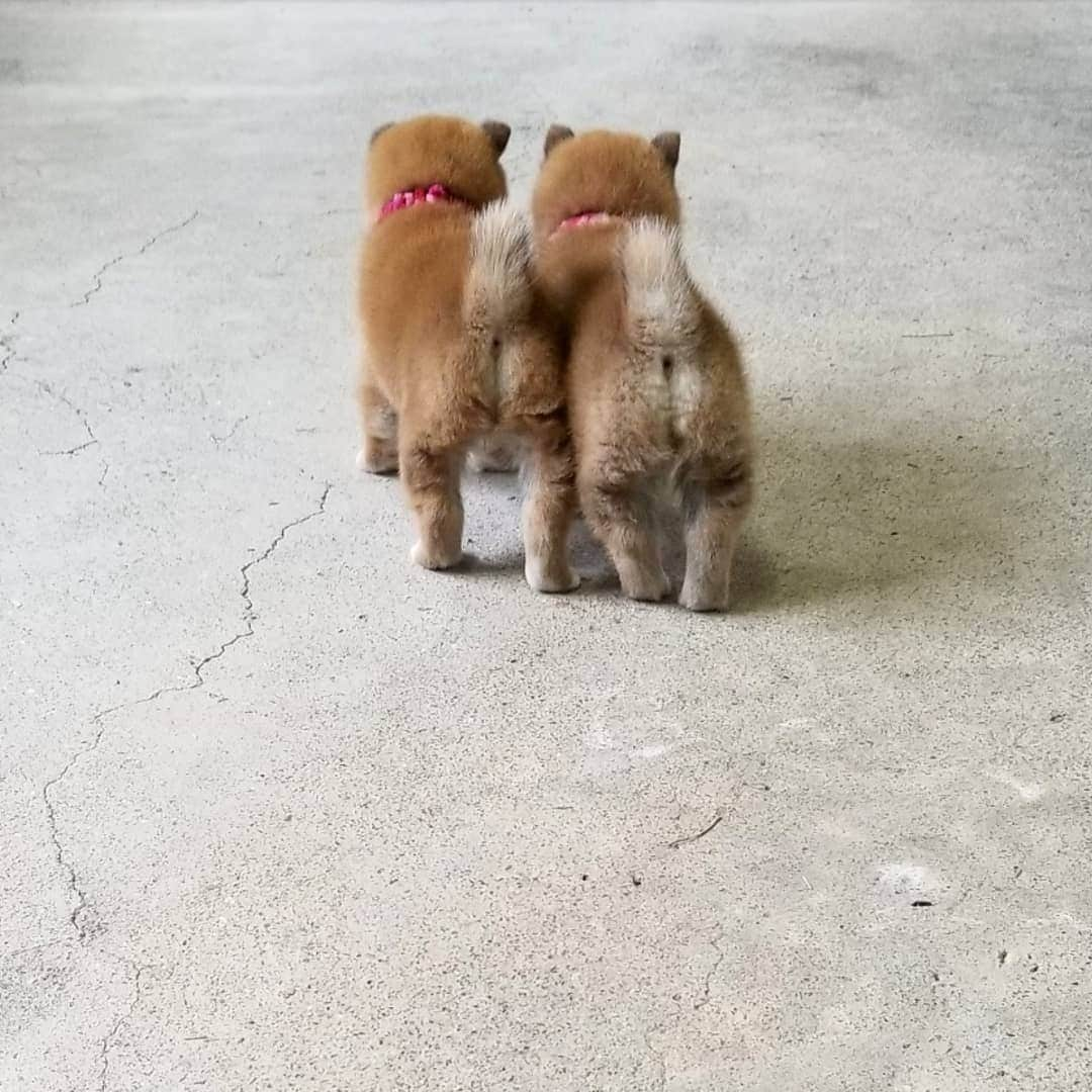 柴犬たま Shibainu Tamaのインスタグラム