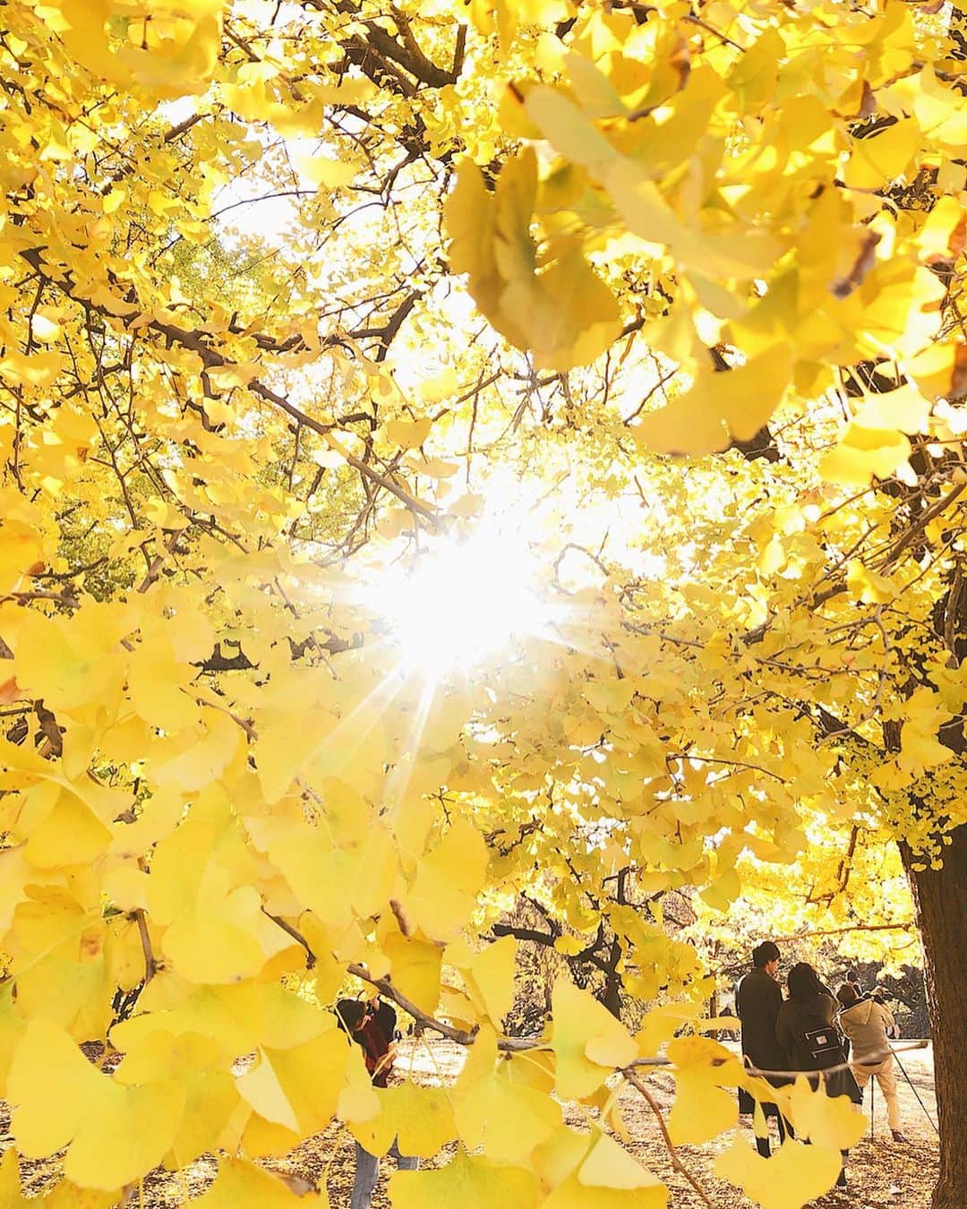 酒匂彩名さんのインスタグラム写真 - (酒匂彩名Instagram)「: 息子と秋を堪能した2019年🍁 びっくりするぐらい今日寒かったね❄️ 12月だし、そろそろ冬支度しなくちゃ。 : #秋 #秋を満喫 #紅葉 #色づく秋 #お散歩 #フィードに乗せてなかった秋を消化  #今日寒い #年々寒さがこたえる #明日はまたお散歩出れるといいね」12月7日 21時51分 - ayanasakoh