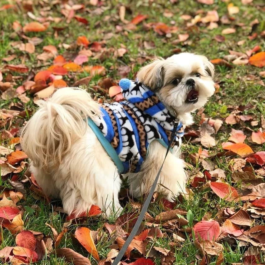 りんくさんのインスタグラム写真 - (りんくInstagram)「りんく地方も寒くなったよ🐶🍁🍂」12月7日 21時58分 - link.jpn