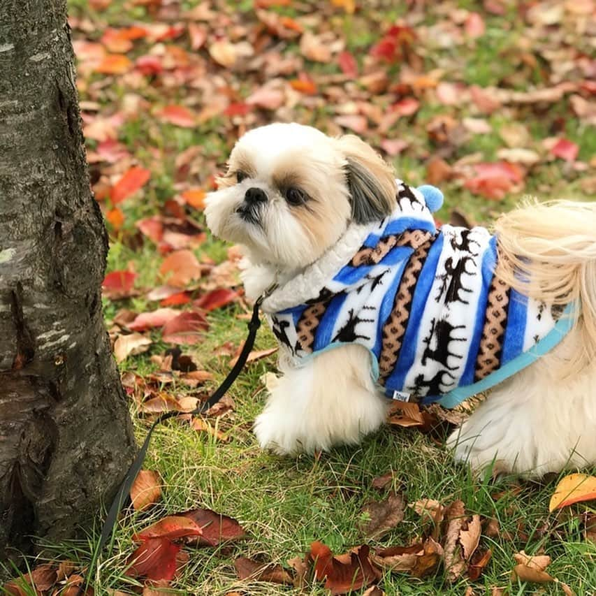 りんくさんのインスタグラム写真 - (りんくInstagram)「りんく地方も寒くなったよ🐶🍁🍂」12月7日 21時58分 - link.jpn