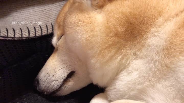 Moguのインスタグラム：「. こうしてお昼寝する季節が来たなの。 nap time #なかよし #もぐが離れたら起きた #もぐの安心感よ . @the_shiba_mogu  #柴犬 #shibainu #shiba#赤柴 #redshiba#犬 #dog#しばいぬ#nannydog#犬と子供#子供と犬#柴犬と子供#柴#赤ちゃんと犬#犬と赤ちゃん#柴犬と赤ちゃん#赤ちゃんと柴犬#柴犬のいる暮らし#子守犬」