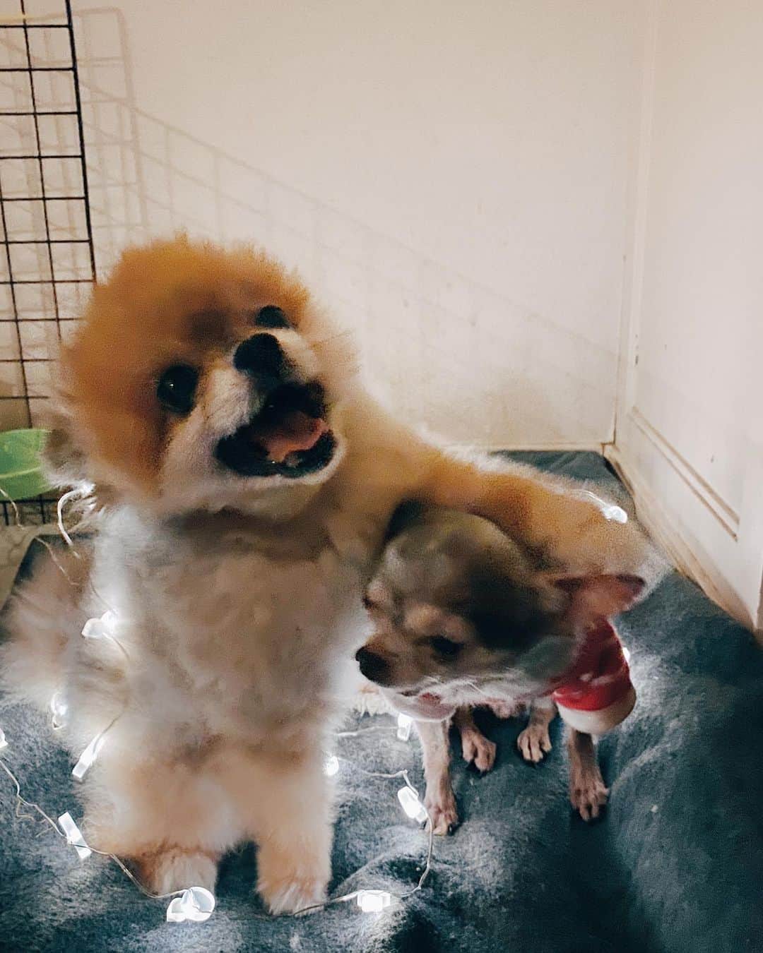 r_oseのインスタグラム：「🎄🐻🐿〰️ #bff」