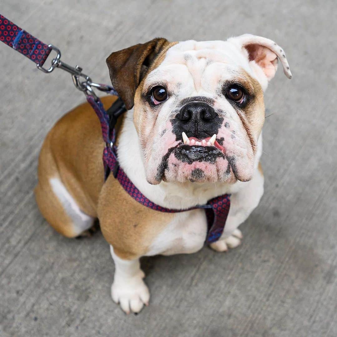 The Dogistさんのインスタグラム写真 - (The DogistInstagram)「Bowie & Piper, English Bulldogs (6 m/o & 1 y/o), 16th & 10th Ave., New York, NY • “Bowie likes to be up front. He’s dominant.”」12月7日 23時17分 - thedogist