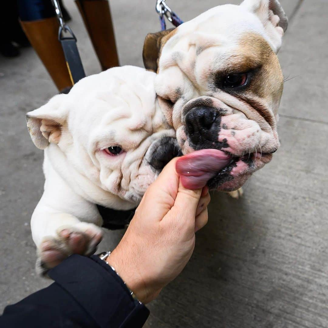 The Dogistさんのインスタグラム写真 - (The DogistInstagram)「Bowie & Piper, English Bulldogs (6 m/o & 1 y/o), 16th & 10th Ave., New York, NY • “Bowie likes to be up front. He’s dominant.”」12月7日 23時17分 - thedogist